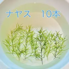 ナヤス　10本　強い水草