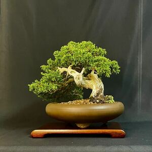 ★糸魚川真柏 樹高19cm 小品盆栽 bonsai 模様木 ジン シャリ 風情のある樹★盆栽 松 さつき 皐月 もみじ 楓 桜 梅 松柏 雑木 花物 実物 鉢