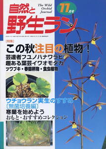 【自然と野生ラン】2000.11 ★ 秋に集めたいアイテム ウチョウラン実生 寒蘭