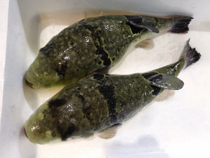 【魚有天】佐賀県産☆養殖トラフグ☆１匹☆１７５０ｇ☆特特大白子付き