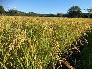 新米 令和6年度 宮崎県産 「ヒヨクモチ」 天日干し もち米 白米 10kg