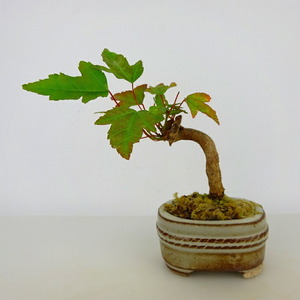 盆栽 楓 ミニ盆栽 樹高 約8cm かえで Acer カエデ 紅葉 カエデ科 落葉樹 観賞用 小品 現品