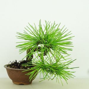 盆栽 松 黒松 樹高 上下 約13cm くろまつ Pinus thunbergii クロマツ マツ科 常緑針葉樹 観賞用 小品 現品