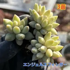 パキベリア　エンジェルスフィンガー3苗セット　多肉植物