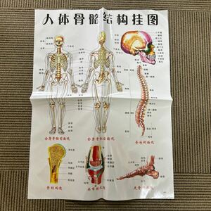 レトロ 中国　人体図　整骨　整体　整形　マッサージ　鍼灸