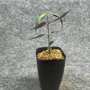 【鉢ごと発送】ペトペンチア ナタレンシス / Petopentia natalensis /【実生】/ 2号鉢 / 【現品】24-7-23-19