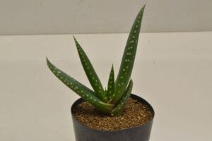 アロエ　カミエセンシス　ALOE khamiesensis