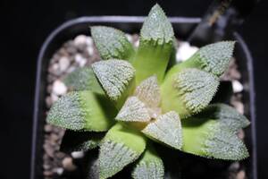 白夢殿　Haworthia　ハオルチア