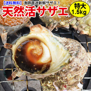 【良質な海草とミネラル豊富な海で育ちました☆】 特大サザエ 計1.5kg(200g前後7個前後) 　長崎の大自然で育ったから栄養抜群！レシピ付