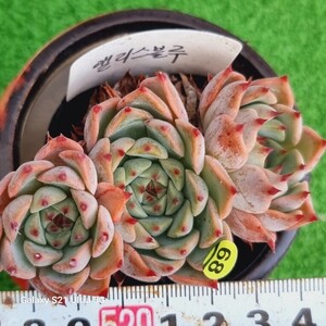 1202発送-Y068 Elisblue エケベリア 多肉植物 韓国苗