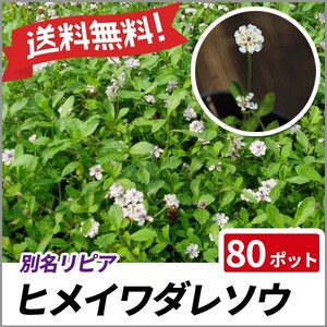 ヒメイワダレソウ 80ポットセット