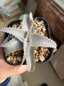 ブラウニー 実生特選　ディッキア　Dyckia