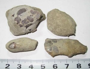 日本の化石　静岡県静岡市のカニ化石の一部が見えるノジュール　４個セット