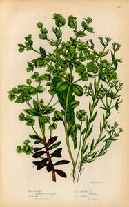 1854年 Pratt 多色石版画 英国の顕花植物 トウダイグサ科 トウダイグサ属 4種 チャボタイゲキ