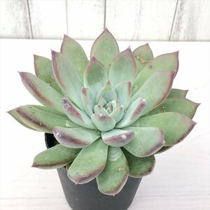 0930-003 エケベリア リンゼアナ A 大株 9cmポット レア 多肉植物 現品