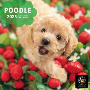 2024/9/7発売予定! プードル PICTWAN (ピクトワン) カレンダー DOG 【S版】 2025年カレンダー 25CL-50039S