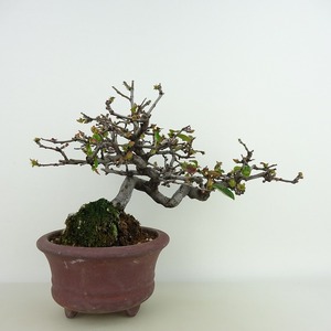 盆栽 花梨 樹高 約16cm かりん Pseudocydonia sinensis カリン バラ科 落葉樹 観賞用 小品 現品