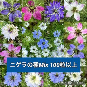 ニゲラの種 花の種