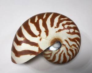 オウムガイ Nautilus pompilius 119mm