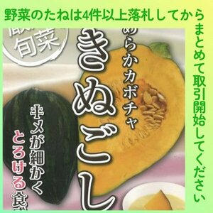 4件以上落札◆カボチャ種◆きぬごし南瓜 3粒◆固定種 スイーツかぼちゃ