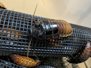 マダガスカルオオゴキブリ　ポルテントーサ　成虫10匹+死着補償2匹