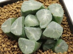 ■[Y074]T75【多肉植物　Haworthia　ハオルチア　ハオルシア】