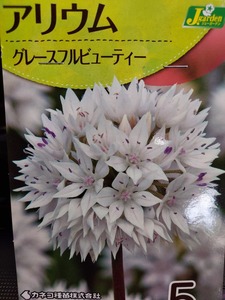 即決！♪送料無料　特価品　人気品種　映える白色のお花　花壇　鉢植え　切花に！白色　アリウム　グレースフルビューティー　５球