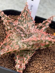 タグ付き　Aloe TCT hybrid アロエ ハイブリッド 多肉植物