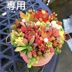 そのまま飾れる多肉植物寄せ植え　大　管理書付