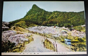 【No.477】佐賀県武雄温泉・御船ヶ丘梅林・昭和レトロ・歴史資料・研究資料・アート・Art・絵葉書・はがき・ハガキ