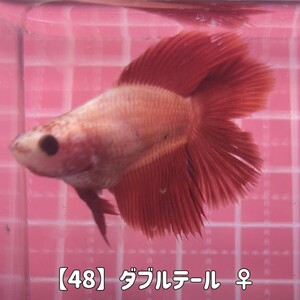 【48】ダブルテールベタ ♀ 熱帯魚 メス