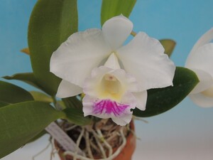 T♪洋蘭　Cattleya Memoria Alberto Wenzel( schroderae x alaorii） カトレア 　 洋ラン