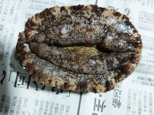 活アワビ100g1個1480円即決