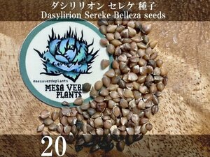 ダシリリオン セレケ 種子 20粒+α Dasylirion Sereke 20 seeds+α 種