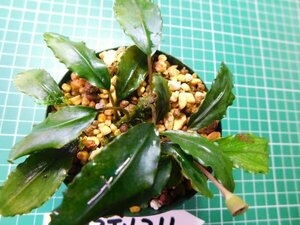 ◎2033TN211　 (自家栽培）水草　ブセファランドラ　Bucephalandra sp. Satan