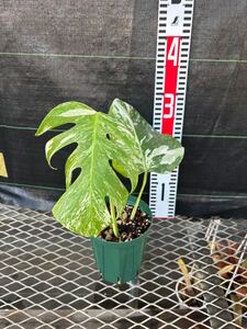 Monstera 斑入りモンステラ Borsigiana Albo from NL ボルシギアナ アルボ　オランダ由来株　セレクト品！！焼けにくい斑