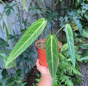 AWA1 アンスリウム ワロクアーナム Anthurium warocqueanum 組織培養