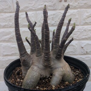 a15 アデニウム ドワーフ タコ足 ブラックスキン アラビカム アラビク厶 arabicum Adenium dwarf