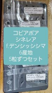 コピアポア　シネレア f.デンシッシシマ　6産地 5粒ずつセット