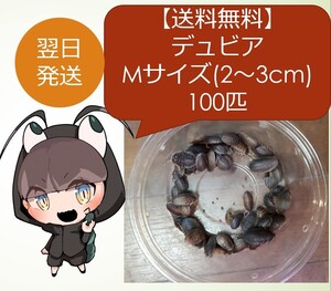 デュビア Mサイズ(2-3cm) 100匹＋死着保障10匹