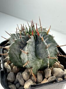 Euphorbia Horrida ユーフォルビア ホリダ 実生 アフリカ原産 多肉植物