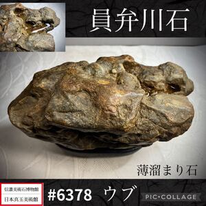 【信濃美術石博物館】水石 盆栽 員弁川石 ウブ 薄溜まり石 横11×高28(cm)1.42kg 骨董盆石古美術中国古玩 6378