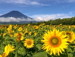 世界遺産 富士山7 写真 A4又は2L版 額付き