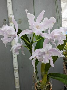 7177【花付き株】レリア ロバータ コンカラー ‘ミサト’ L.lobata var. concolor ‘Misato’ 洋蘭 原種 (10000869)