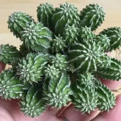 F488Euphorbia sepulta /ユーフォルビアセプルタ特選株