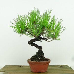 盆栽 松 黒松 樹高 約20cm くろまつ Pinus thunbergii クロマツ マツ科 常緑針葉樹 観賞用 小品 現品