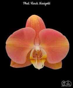 (^。 ^)(418)Phal. Harck Marigold