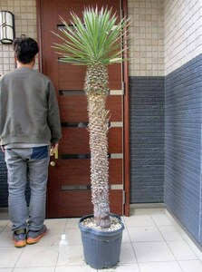 【現品】幹立ち！ユッカ・フィリフェラ（Yucca filifera）発根済　12号　６B番