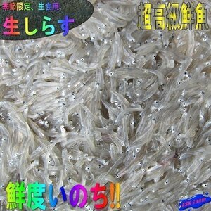 3本、お刺身用「しらす1kg 」(500g×2) 鮮度抜群、活冷凍　『魚王国』境港産