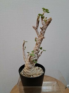 ドルステニア　ジプソフィラ　Dorstenia gypsophila 現地株 エキゾチカ株　貴重株【検】ウィンゾリー パキプス グラキリス